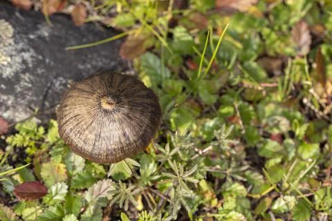 Top down view of a light and dark brown mushroom hidden in the forest Stock Photos