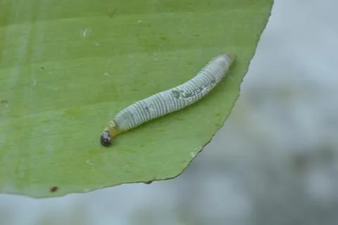 Top Down View of a Light Green Caterpillar on Banana Leaf Stock Photos