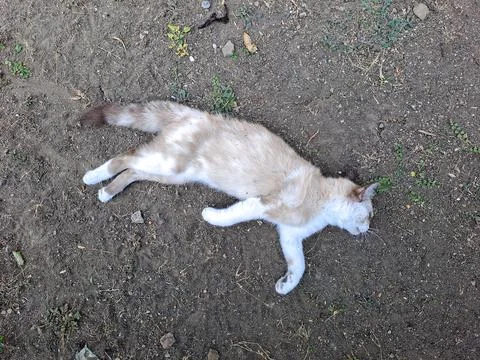 Top down view of light orange cat sleeping on ground outdoor. Foto stock