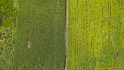Top down view of Lines of the sunflower plants on the sunset Stock Footage 204851631
