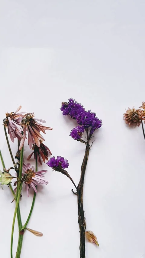 Top-down view, little white flowers, lined up, plain, minimal, white Stock Footage 290799273