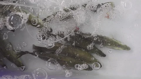 Top down view of live fish swimming in a white container with clear water a.. Stock-Footage 335006148