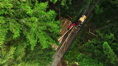 Top down view of Logging Equipment in Action at the Forest - processing Stock Footage 161792646