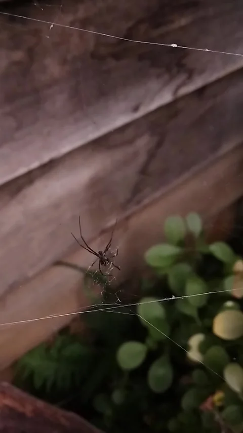 Top Down View of a Long-Jawed Orb-Weaver Spider On It's Web on a Windy Day 库存影片 328274413
