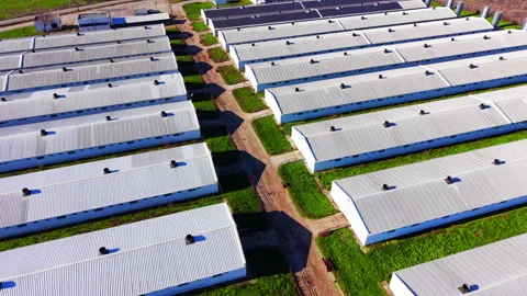 Top down view of long white agricultural sheds Stock Footage 333836203