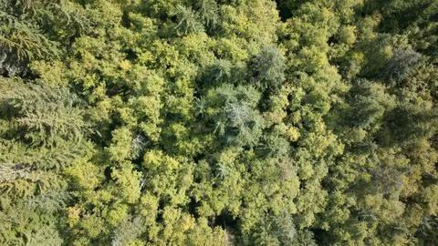 Top-Down View of Lush Forest Canopy Stock Photos
