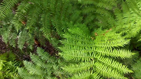 Top Down View of Lush Green Fern Fronds in Rainforest Stock Footage 345015739