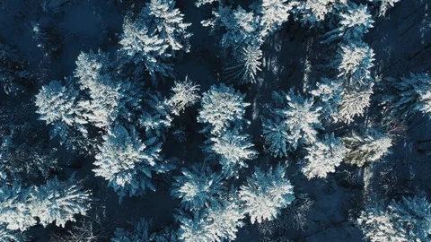 Top down view of the magnificent forest covered with snow under sunshine Stock Footage 107444307