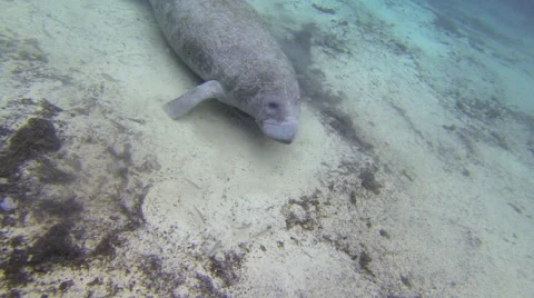 Top down view of male manatee rolling on the spring bottom. Stock Footage 62784284