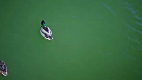 Top down view of mallard ducks swimming on green water pond in slow motion. 库存影片 339754741