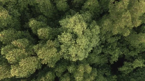 Top down view of mangrove forest Stock Footage 135531927