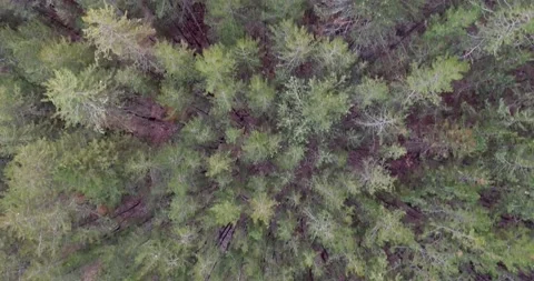 Top down view of many different evergreen trees Stock Footage 145694309