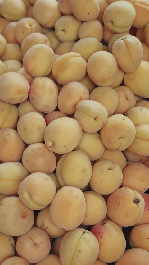 Top down view of many fresh ripe apricots moving slowly on a conveyor belt Stock Footage 341138153