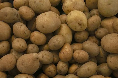 Top down view of many organic, freshly dug potatoes. Agricultural backgroun.. Stock Photos