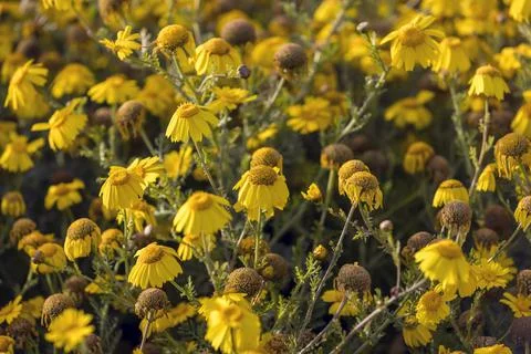 Top down view of many yellow wildflowers in a field Foto stock