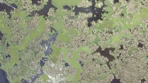 Top Down  View of Marsh Stock Footage 89779032