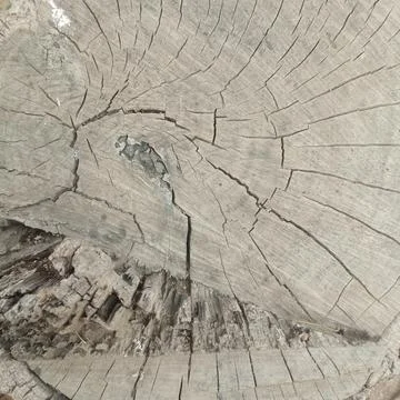 Top down view of massive cut tree stump displaying complex growth rings Stock Photos