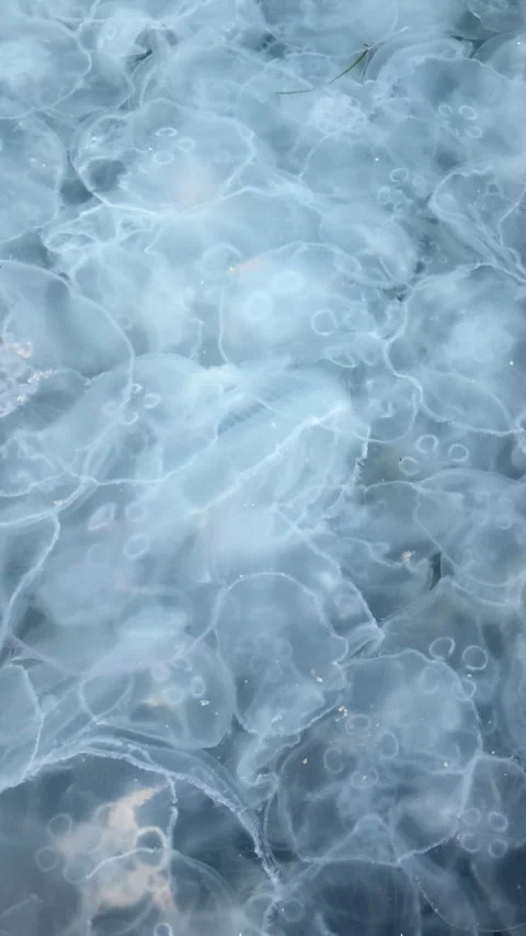 Top-down view of massive Moon jellyfish colony navigating ocean current, Vídeo Stock 330973755