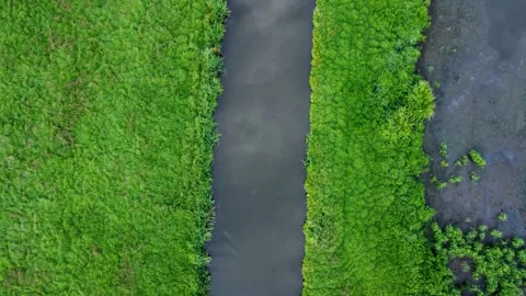 Top down view of meadow landscape with ditch and grebe swimming Stock-Footage 157226800