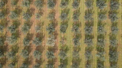Top-Down View of Mediterranean Olive Trees Video stock 331714449