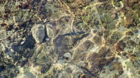 Top down view to Mediterranean Sea water and small fishes on the ground Stock Footage 131295792
