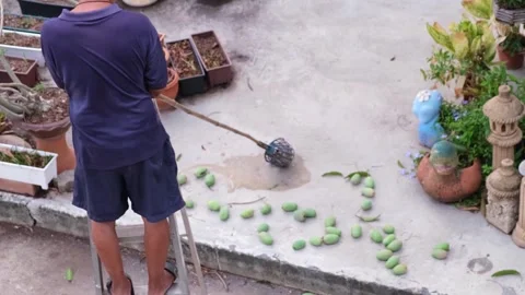 A top-down view of a middle-aged Thai man standing on a ladder to harvest m.. Stock Footage 300079601