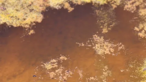Top down view of minnows moving through a natural riverbed with underwater Stock Footage 330154589