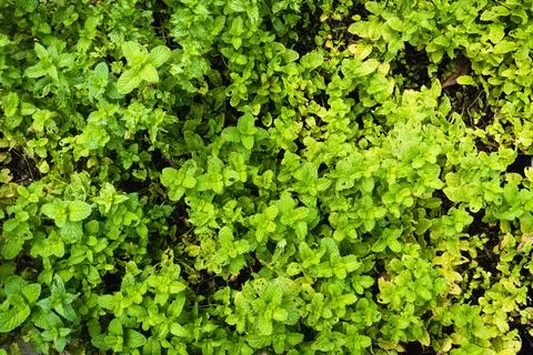 Top down view of mint in outdoor vegetable patch herb garden home Stock Photos