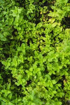 Top down view of mint in outdoor vegetable patch herb garden home Stock Photos