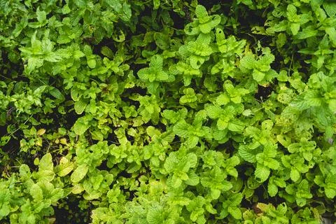 Top down view of mint in outdoor vegetable patch herb garden home Stock Photos