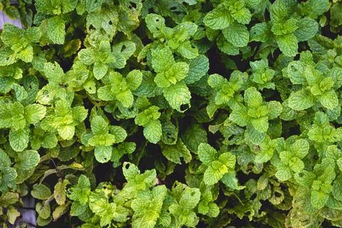 Top down view of mint in outdoor vegetable patch herb garden home Stock Photos