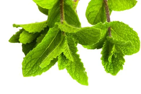 Top-down view of mint sprigs with lush leaves on white. Stock Photos