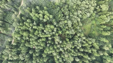 Top down view of a misty forest Video stock 313761590