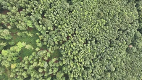 Top down view of a misty forest Video stock 313763228