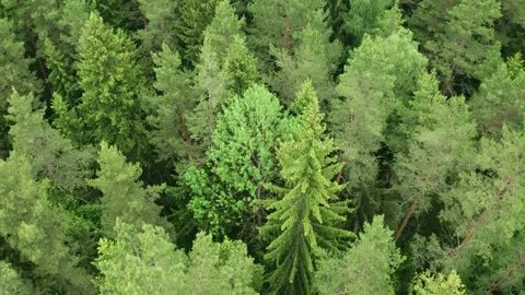 Top down view mixed forest, woodland aerial. Colorful texture in nature Stock Footage 132752946