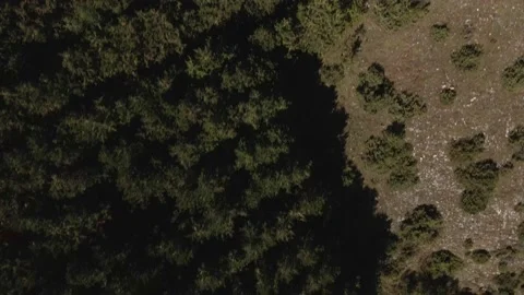 Top down view mixed forest, woodland aerial. Stock Footage 140944570