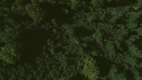 Top down view mixed forest, woodland aerial. Stock Footage 140946095