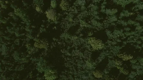 Top down view mixed forest, woodland aerial. Stock Footage 140946223