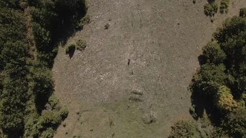 Top down view mixed forest, woodland aerial. Stock Footage 140946469