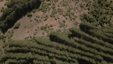 Top down view mixed forest, woodland aerial. Stock Footage 140947404