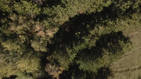 Top down view mixed forest, woodland aerial. Stock Footage 140949735