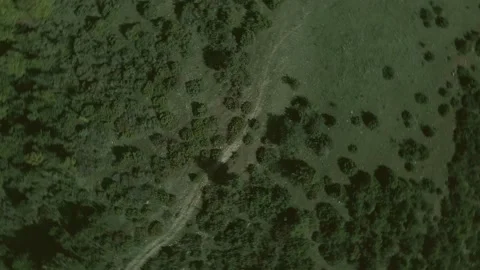 Top down view mixed forest, woodland aerial. Stock Footage 140951314