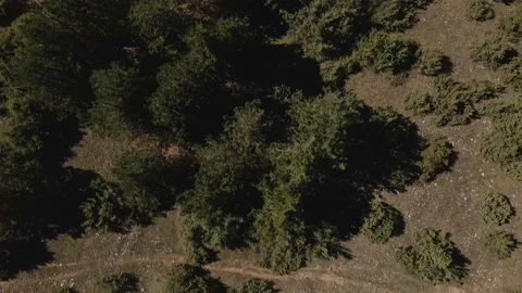 Top down view mixed forest, woodland aerial. Stock Footage 140953500