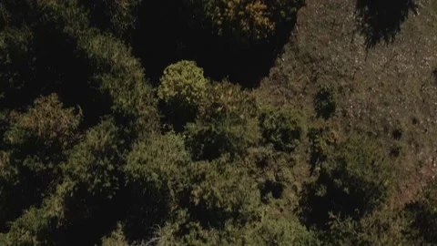 Top down view mixed forest, woodland aerial. Stock Footage 140954103