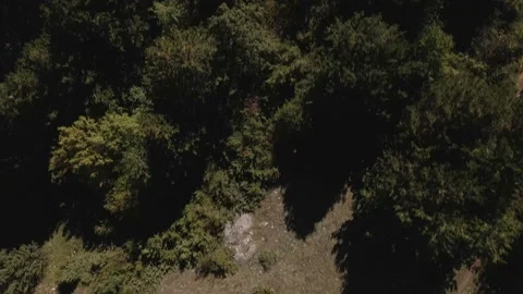 Top down view mixed forest, woodland aerial. Stock Footage 140954162