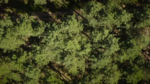 Top down view mixed forest, woodland aerial Stock Footage 161479211