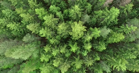 Top down view mixed green forest. Drone flies over treetops conifers Stock Footage 143096957