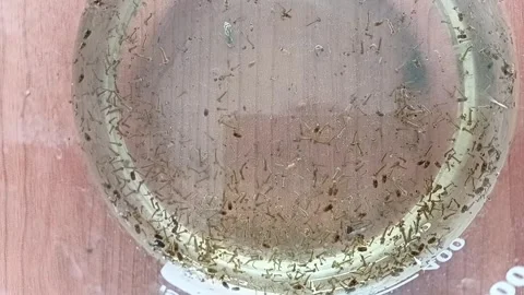 Top Down View Mosquito Larvae In Beaker Видео 335473348
