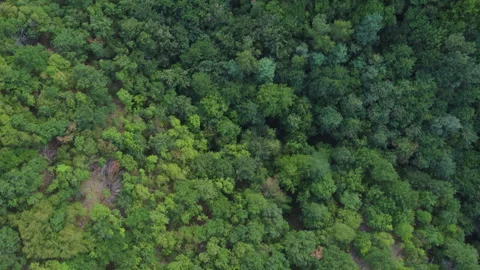 Top down view of mountain forest canopy Stock Footage 321247317