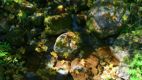 Top-Down View of Mountain Stream with Mossy Stones and Autumn Leaves in Forest Stock Footage 320049533